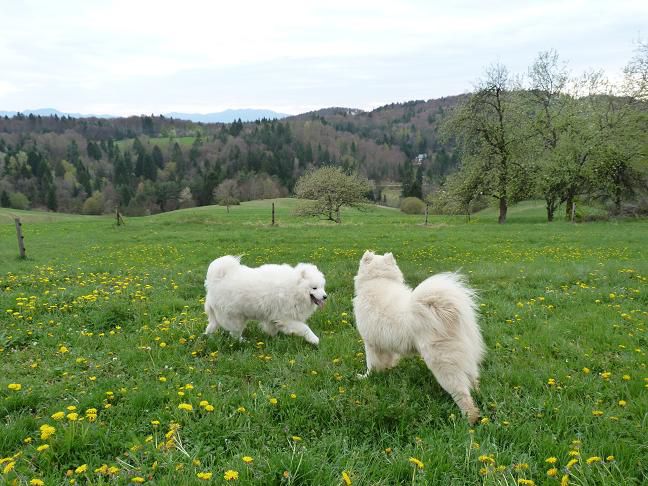 Nove slike od treh kosmatincev + prijatelji - foto povečava