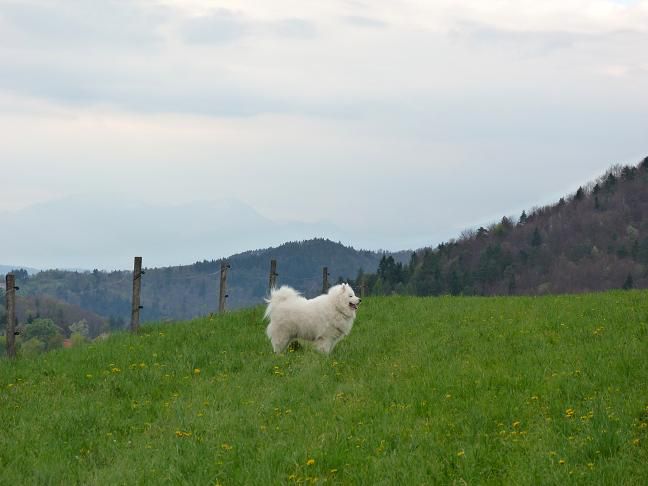 Nove slike od treh kosmatincev + prijatelji - foto povečava