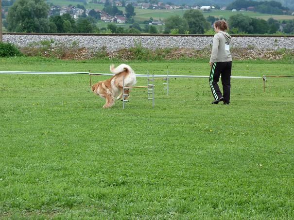 Railly obedience - tekma Grosuplje - foto