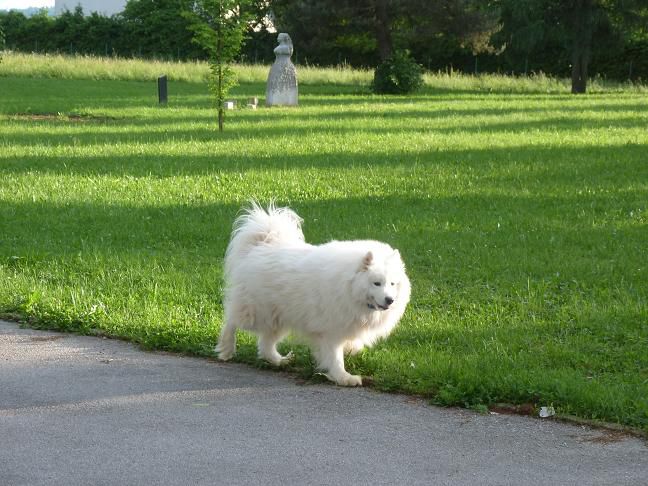 Poppy in Kylie  - foto povečava