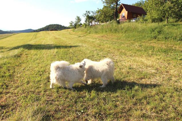 Nove slikce od Poppyja in Kylieja 2014 - foto