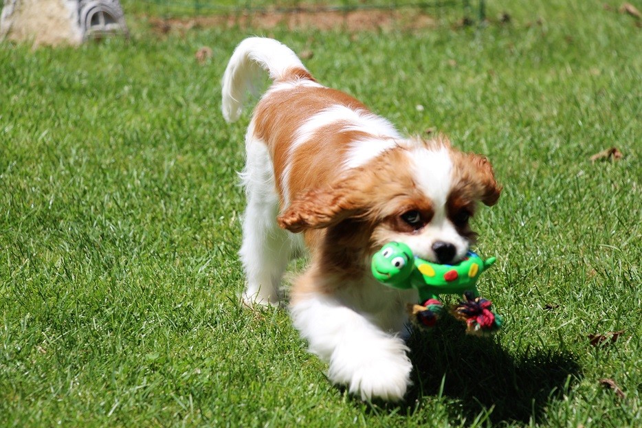 Daisy - foto povečava