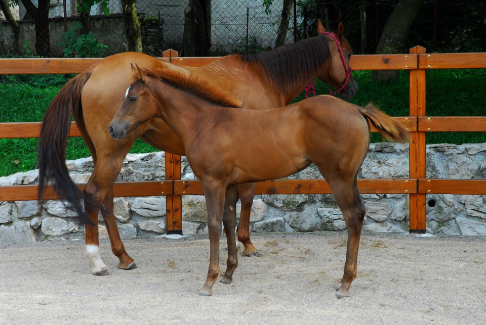 Palcica - foto povečava