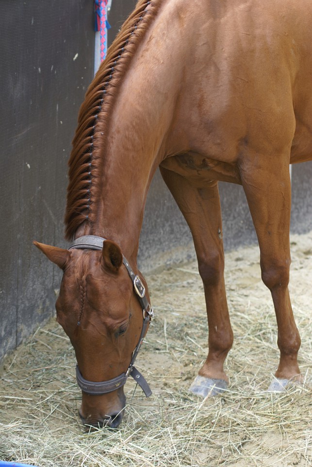 Na prodaj je štiriletna dobro western ujahana sorel quarter horse kobila. Izredno lepa in 