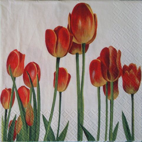 tulipan 22