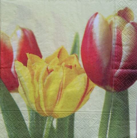 Tulipan 23
