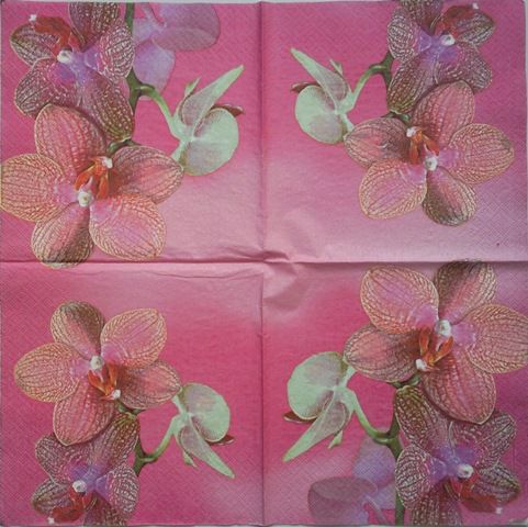 Orhideja 9