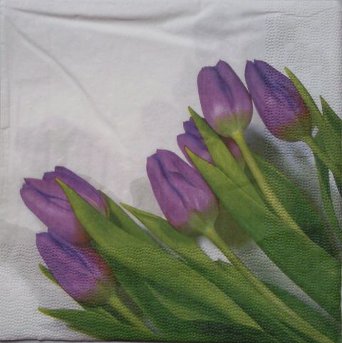 tulipan 57