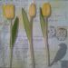 tulipan 58