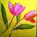 tulipan 67