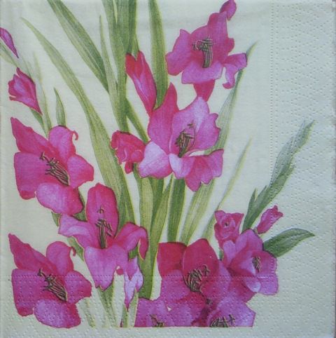 gladiola 1