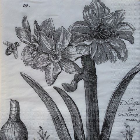 Narcisa 11