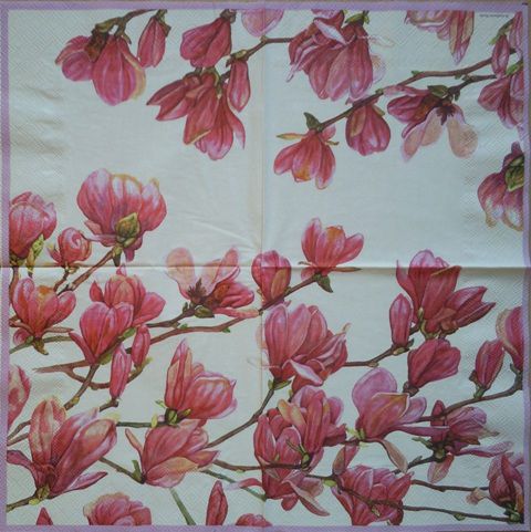 Magnolija 3