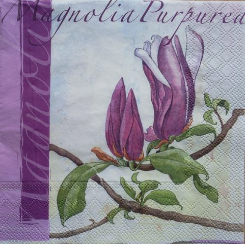 Magnolija 4