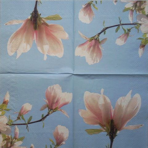 Magnolija 12
