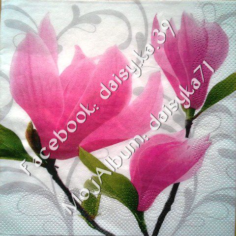 Magnolija 14