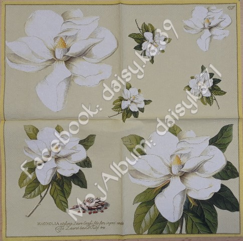 Magnolija 15