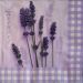 lavanda 29