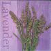 lavanda 7