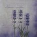 lavanda 12