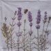 lavanda 16