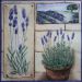 lavanda 27
