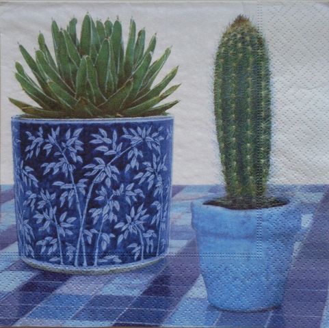 Kaktus 2