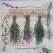 lavanda 35
