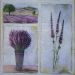 lavanda 38