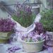 lavanda 36