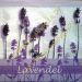 lavanda 42