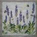lavanda 40c