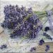 lavanda 47