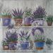 lavanda 54c