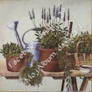 lavanda 30
