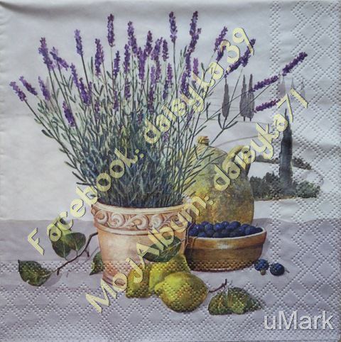 lavanda 31