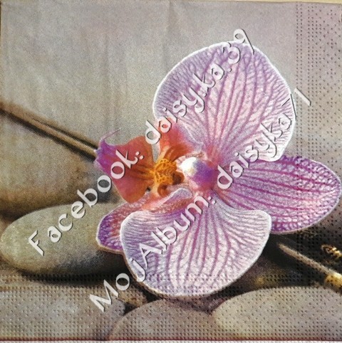 Orhideja 23