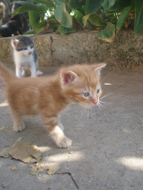 Mačići - foto