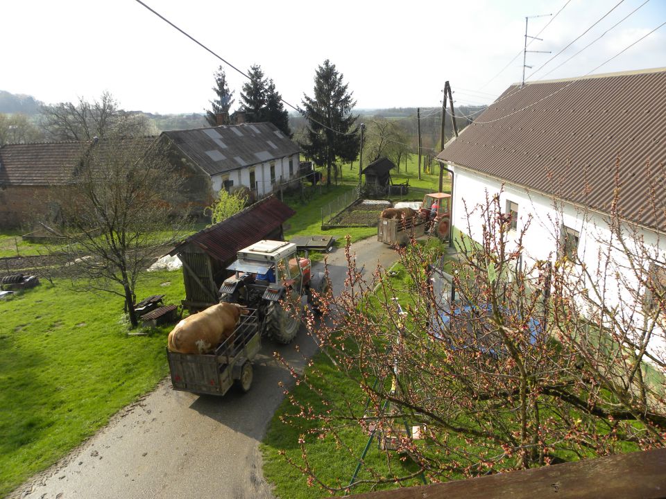 Bik - foto povečava