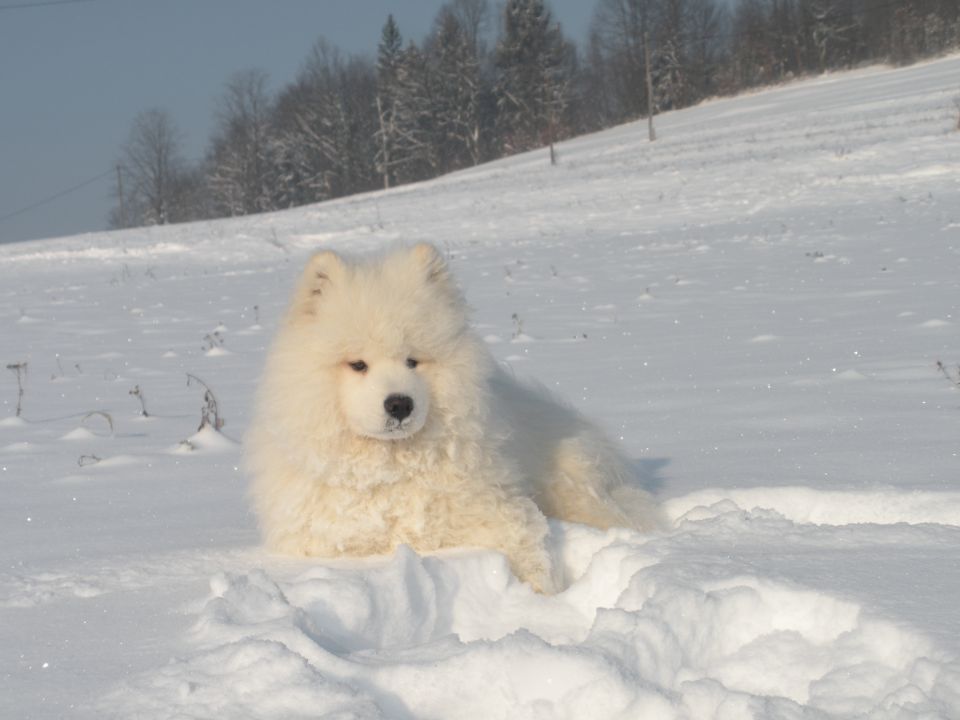 Princ na snegu - foto povečava