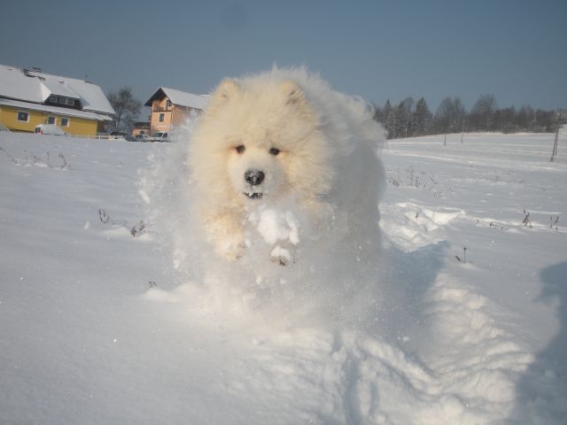 Princ na snegu - foto