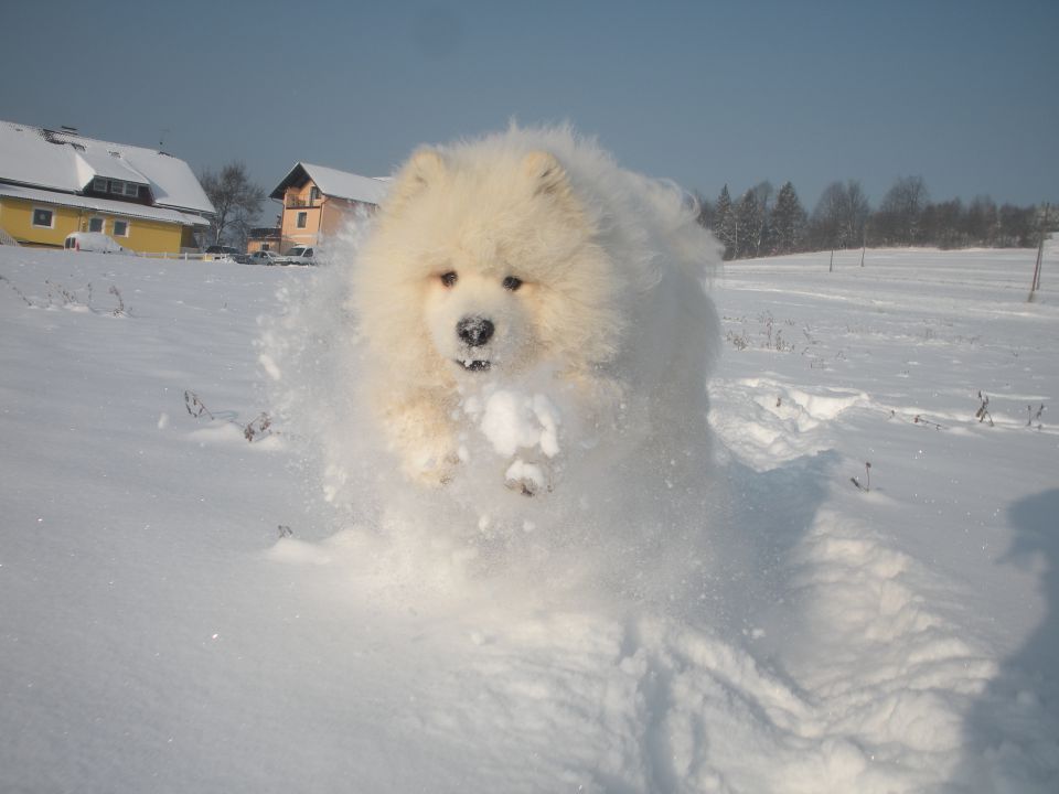 Princ na snegu - foto povečava
