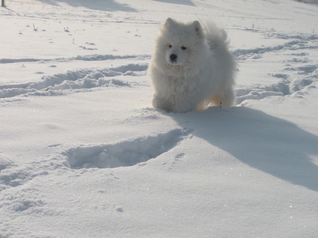Princ na snegu - foto