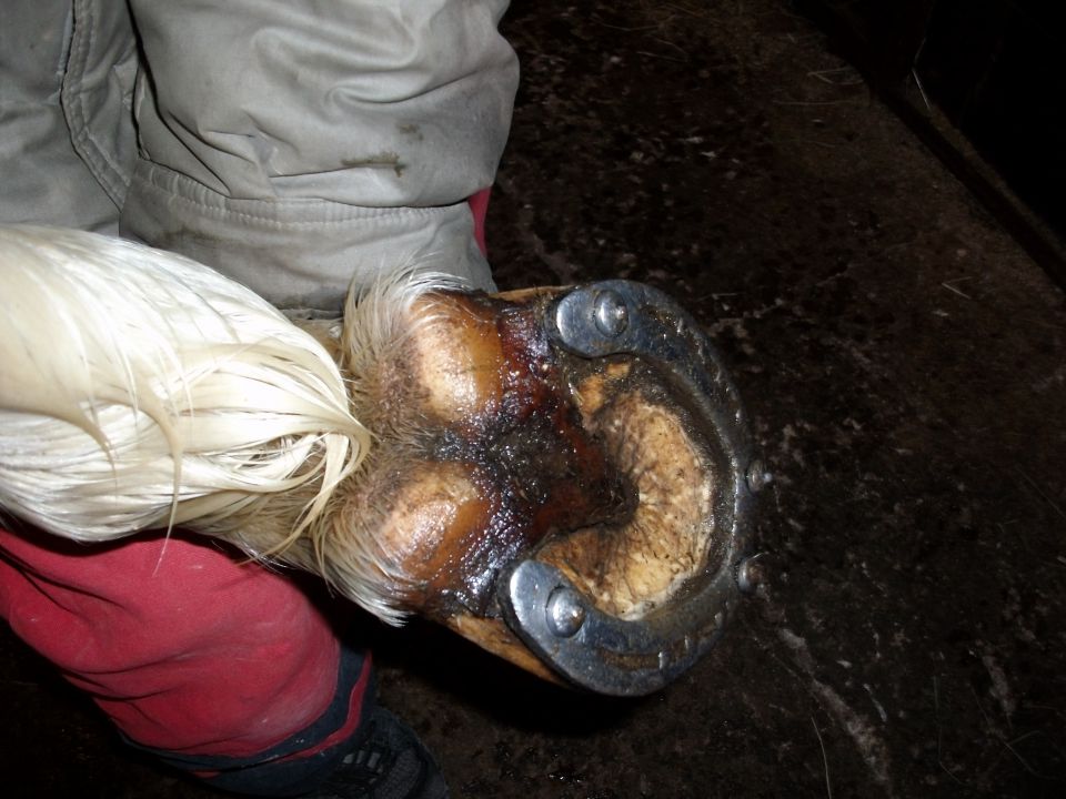 Blondyina kopita (še podkovana)-januar, 2010 - foto povečava