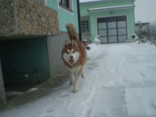 Pak - foto