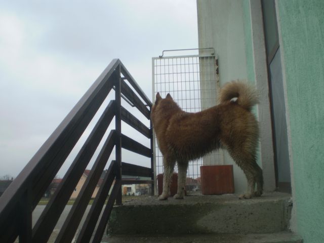 Pak - foto