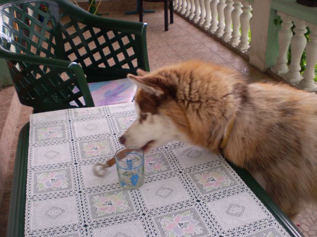 Pak - foto
