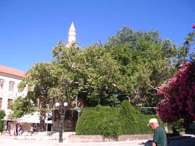 Mošeja in platana