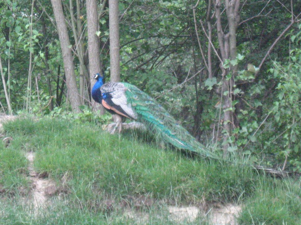 Živalski vrt Junij 2012 - foto povečava