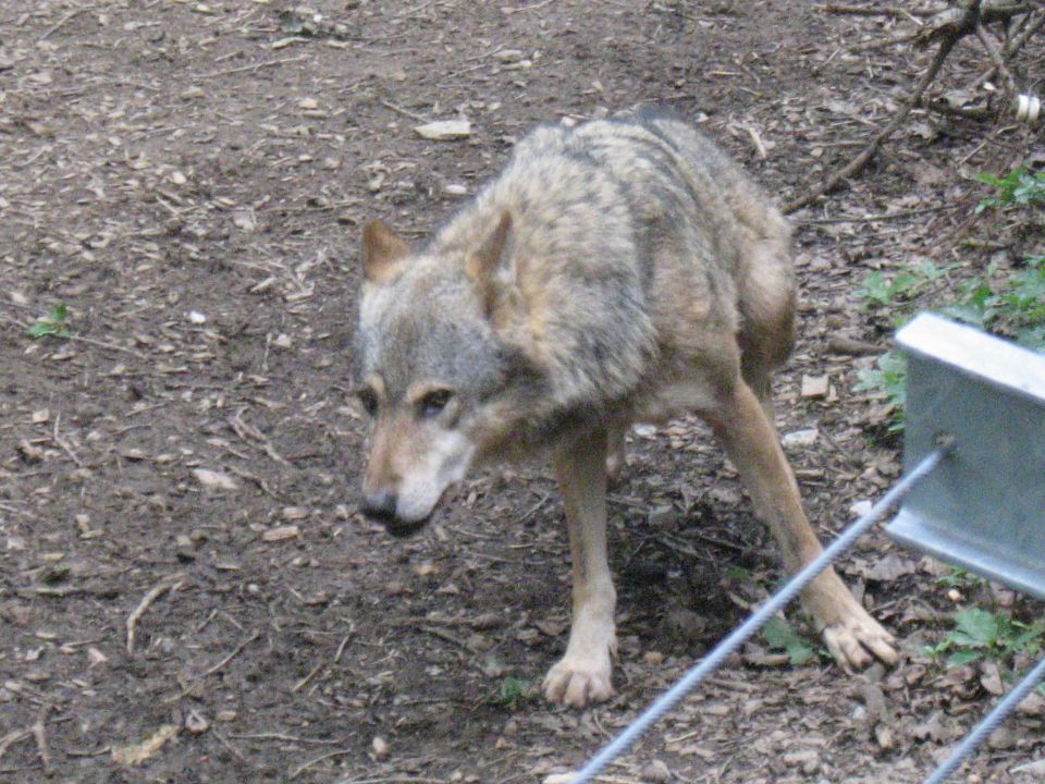 Živalski vrt Junij 2012 - foto povečava